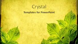  Presentation with green paper texture - Presentation theme having grunge background with paper texture of green color and leaves of hydrangea background and a yellow colored foreground
