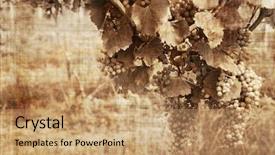  Presentation with old - Slides featuring grunge grapes in the warm background and a coral colored foreground