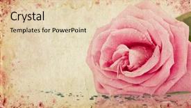  Presentation with pink rose - Presentation theme having grunge retro background with pink background and a lemonade colored foreground