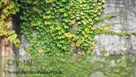  Presentation with ivy - Presentation design consisting of grunge-rustic-wall-with-green background and a seafoam green colored foreground