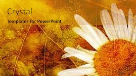  Presentation with grunge flower - Presentation having grunge-white-chamomile-flower-background background and a gold colored foreground