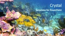  Presentation with mayan - PPT theme featuring grunt fish yellow blue stripe background and a ocean colored foreground