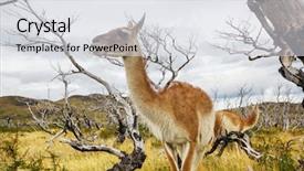  Presentation with lama - Colorful slide set enhanced with guanaco lama guanicoe in patagonia backdrop and a light gray colored foreground