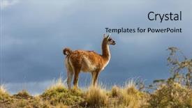  Presentation with lama - Beautiful PPT theme featuring guanaco lama guanicoe in patagonia backdrop and a light blue colored foreground