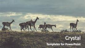  Presentation with lama - Beautiful slides featuring guanaco lama guanicoe in patagonia backdrop and a dark gray colored foreground