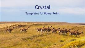  Presentation with lama - Cool new slides with guanaco lama guanicoe in patagonia backdrop and a sky blue colored foreground