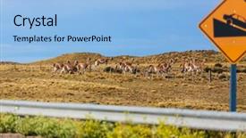  Presentation with lama - PPT layouts enhanced with guanaco lama guanicoe in patagonia background and a light blue colored foreground