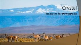  Presentation with lama - Amazing presentation having guanicoe grazing in the pampa backdrop and a light blue colored foreground