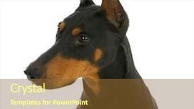  Presentation with doberman - PPT layouts consisting of guard dog - doberman pinscher head background and a tawny brown colored foreground