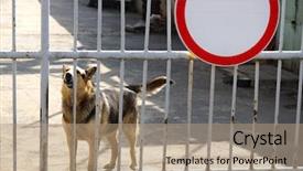  Presentation with deutsche deutsch rottweiler guard dog - Slide deck having guard dog barks behind background and a coral colored foreground