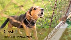  Presentation with dog - PPT theme enhanced with proteccion animal - cute guard dog behind fence background and a gold colored foreground