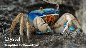  Presentation with costa rica - Presentation theme enhanced with guarding the burrow cahuita national background and a dark gray colored foreground