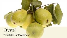  Presentation with guava - Theme with guava fruit isolated on white background and a  colored foreground