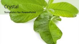  Presentation with guava - Slides consisting of guava tree leaves close up background and a gold colored foreground