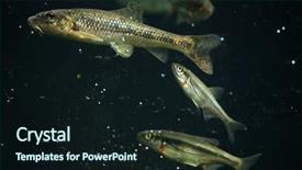  Presentation with wildlife - Audience pleasing slides consisting of shcenider - gudgeon gobio gobio and spirlin backdrop and a wine colored foreground