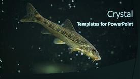  Presentation with animal - Presentation consisting of gudgeon-gobio-gobio-wildlife-animal background and a wine colored foreground