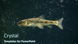  Presentation with wildlife - Presentation theme consisting of gudgeon-gobio-gobio-wildlife-animal background and a wine colored foreground