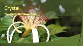  Presentation with k2 spice - Colorful slides enhanced with guiana chestnut flower in fruit backdrop and a tawny brown colored foreground