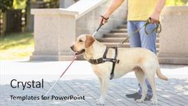  Presentation with guide dog - Presentation theme featuring guide dog helping blind man background and a lemonade colored foreground