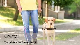  Presentation with guide dog - Audience pleasing presentation theme consisting of guide dog helping blind man backdrop and a soft green colored foreground