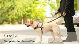  Presentation with pedestrian - Theme having guide dog helping blind man background and a lemonade colored foreground