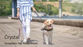  Presentation with guide dog helping blind woman - Audience pleasing presentation theme consisting of guide dog helping blind woman backdrop and a  colored foreground