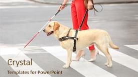  Presentation with pedestrian - Cool new PPT theme with guide dog helping blind woman backdrop and a lemonade colored foreground