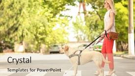  Presentation with pedestrian crossing - Audience pleasing PPT theme consisting of guide dog helping blind woman backdrop and a lemonade colored foreground