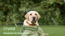  Presentation with guide dog - Presentation design with guide dog labrador retriever 2 background and a tawny brown colored foreground