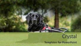  Presentation with guide dog - Slide set having guide dog labrador retriever 7 background and a yellow colored foreground