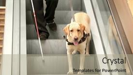  Presentation with guide dog - Audience pleasing theme consisting of guide dog on escalator backdrop and a mint green colored foreground