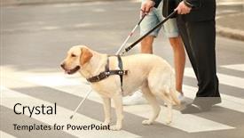  Presentation with pedestrian crossing - Cool new PPT theme with guide dog on pedestrian backdrop and a lemonade colored foreground