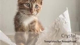  Presentation with ginger - Slides enhanced with guilty-ginger-kitten-mixed-breed background and a mint green colored foreground