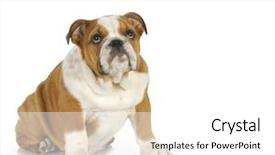  Presentation with english bulldog - Beautiful PPT layouts featuring guilty looking puppy - english bulldog backdrop and a white colored foreground