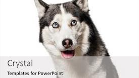  Presentation with husky - Cool new slide set with guilty-or-intrigued-siberian-husky backdrop and a light gray colored foreground