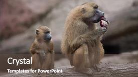  Presentation with baby animal carnival - Beautiful presentation theme featuring guinea baboon papio papio female backdrop and a tawny brown colored foreground