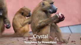  Presentation with newborn baby - PPT theme with guinea baboon papio papio female background and a violet colored foreground