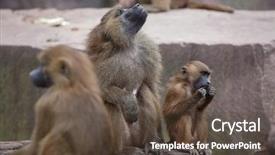  Presentation with newborn baby - Cool new presentation with guinea baboon papio papio female backdrop and a tawny brown colored foreground