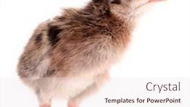  Presentation with chick - Beautiful presentation theme featuring guinea-fowl-chick-small-bird backdrop and a sky blue colored foreground