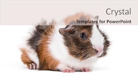  Presentation with guinea pig - Amazing presentation design having guinea-pig-against-white-background backdrop and a lemonade colored foreground