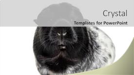 Presentation with guinea pig - Slide set consisting of guinea pig against white background background and a light gray colored foreground