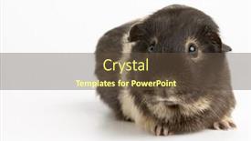  Presentation with guinea pig - Colorful presentation theme enhanced with guinea pig against white background backdrop and a tawny brown colored foreground