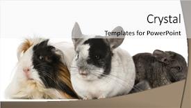  Presentation with guinea pig - Slide set consisting of daytime in the swamps of louisiana and florida background and a dark gray colored foreground