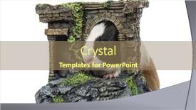  Presentation with guinea pig - Slides with guinea-pig-cavia-porcellus-behind background and a coral colored foreground