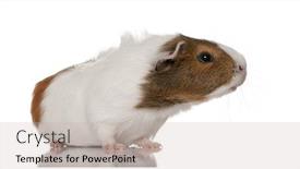  Presentation with guinea pig - Audience pleasing PPT layouts consisting of guinea-pig-cavia-porcellus-standing backdrop and a mint green colored foreground