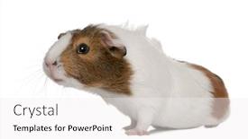  Presentation with guinea pig - Cool new theme with guinea-pig-cavia-porcellus backdrop and a white colored foreground