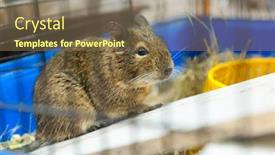  Presentation with guinea pig - Theme enhanced with guinea pig for sale in pet shop background and a violet colored foreground