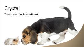  Presentation with beagle dog - Slide set enhanced with beagle puppy and guinea pig background and a white colored foreground