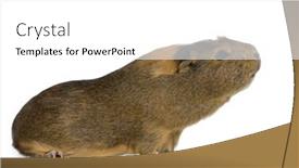  Presentation with guinea pig - Presentation featuring guinea pig in front background and a white colored foreground