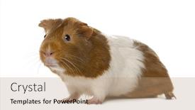  Presentation with guinea pig - Audience pleasing PPT theme consisting of guinea pig in front backdrop and a coral colored foreground